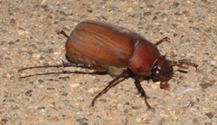 Phyllophaga submucida