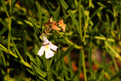 Hemigenia cuneifolia