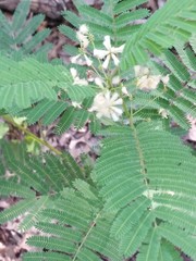 Acaciella angustissima texensis