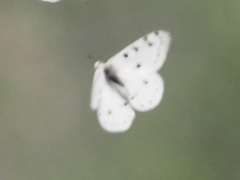 Parnassius apollonius