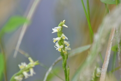 Spiranthes lucida