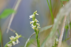 Spiranthes lucida