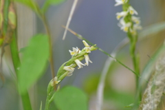 Spiranthes lucida
