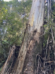 Eucalyptus oreades