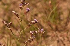 Limonium algarvense