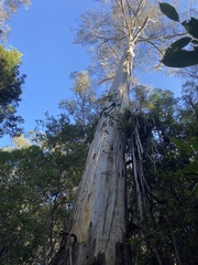 Eucalyptus oreades