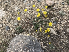 Potentilla hyparctica
