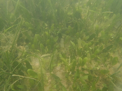 Caulerpa prolifera