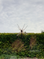 Tanyptera atrata