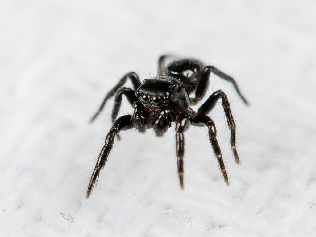 Chalcoscirtus nigritus
