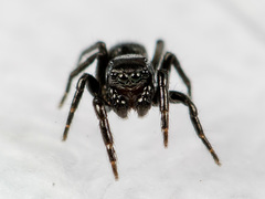 Chalcoscirtus nigritus