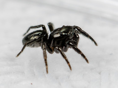 Chalcoscirtus nigritus