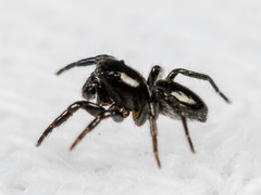 Chalcoscirtus nigritus