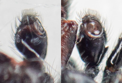 Chalcoscirtus nigritus