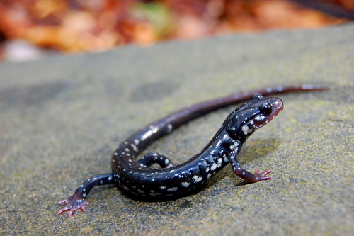 Cumberland Plateau Salamander