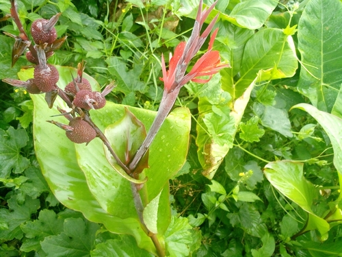 Canna indica image