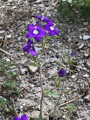 Legousia speculum-veneris