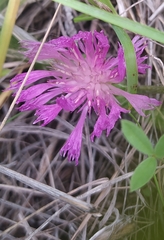 Psephellus marschallianus