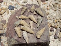 Thiaridae