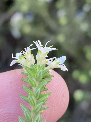 Agathosma elegans (Agathosma elegans)