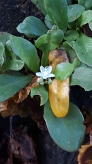 Evolvulus nummularius