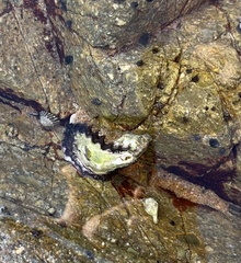 Saccostrea