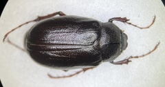 Phyllophaga rugosa
