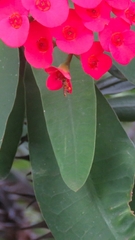 Tetragonisca fiebrigi