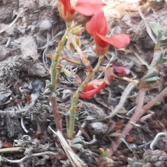 Indigofera miniata