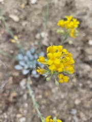 Physaria douglasii tuplashensis