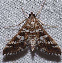 Epipagis forsythae