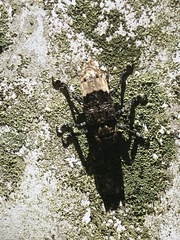 Pterolophia zonata