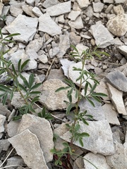Dalea candida oligophylla