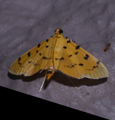 Phaedropsis stictigramma