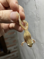 Scinax fuscomarginatus