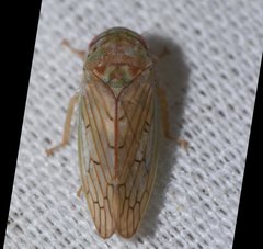 Polana