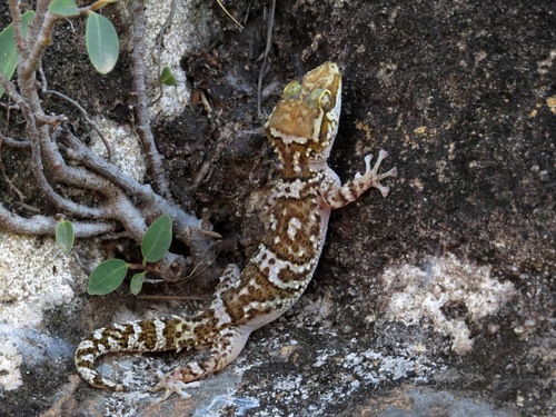 Paroedura rennerae