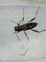 Neoclytus scutellaris