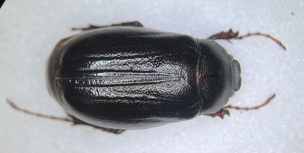 Phyllophaga bipartita