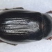 Phyllophaga bipartita - Photo (c) Dr. MJ Paulsen, some rights reserved (CC BY-NC), uploaded by Dr. MJ Paulsen