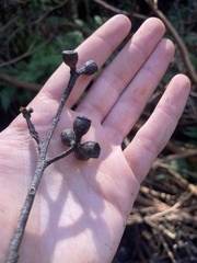 Eucalyptus oreades