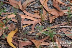 Lophognathus gilberti