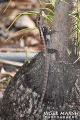 Lophognathus gilberti