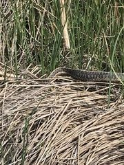 Thamnophis elegans
