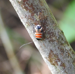 Hemithyrsocera vittata