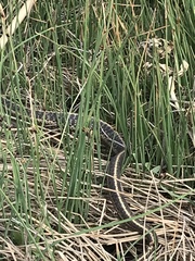 Thamnophis elegans