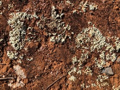 Xanthoparmelia semiviridis