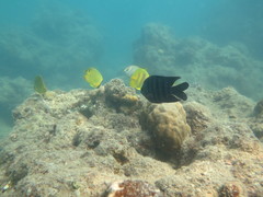 Chaetodon