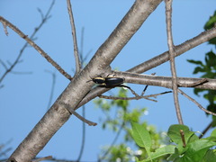 Chalcolepidius apacheanus