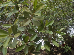 Sideroxylon persimile subsessiliflorum